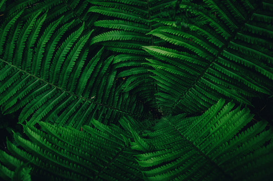 The Healing Power of Nature: A Journey to Wellness and Renewal