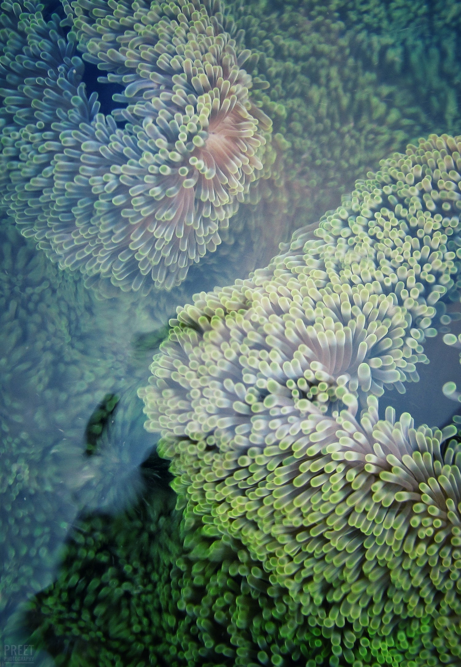 Our jewellery – a tribute to the ocean
