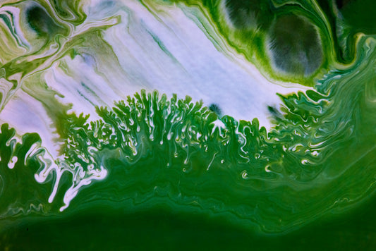 Can algae save our planet? How algae could help mitiage climate change